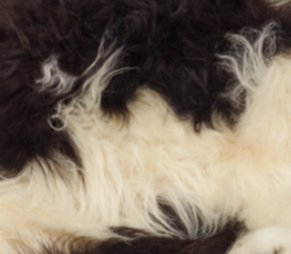 Bænk med Islandsk Lammeskind | Egetræ Plettet