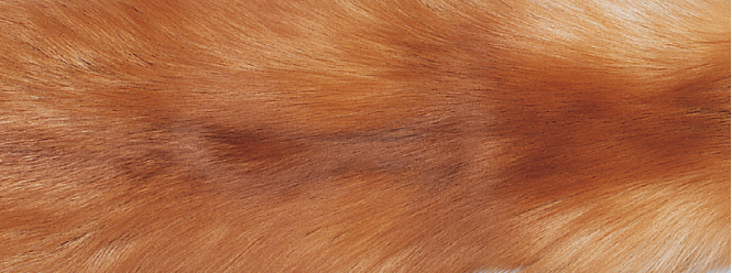 Tæppe af Ræv | Bagside af kashmir | 70x230 cm Guldræv / Beige