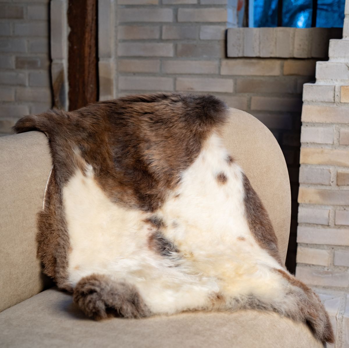 Lammeskind | Korthåret | Himalaya | 95x60 cm Mix/Plettet