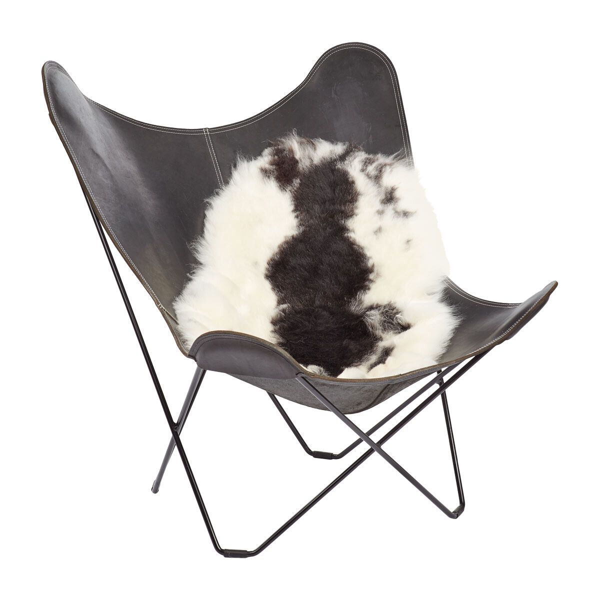Lammeskind | Korthåret | Island | 90-100x60 cm Plettet