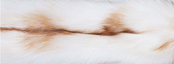 Plaid | Kashmir, ræv | 130x200 cm Sun Glow Fox/Beige