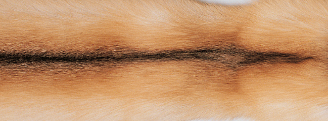 Plaid | Kashmir, ræv | 130x200 cm Guldræv / Beige