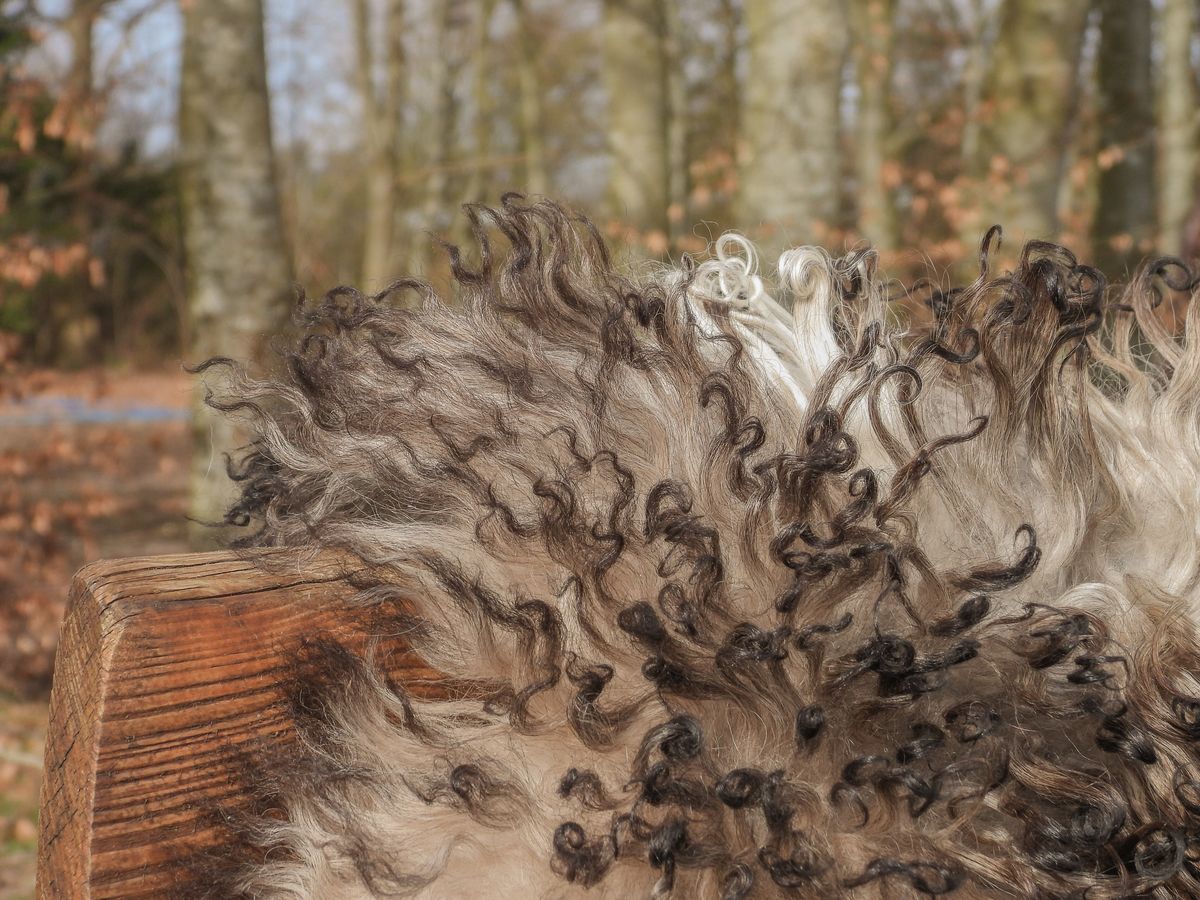 Lammeskind | Krøllet | Østrig | 90x60 cm Grå Beige